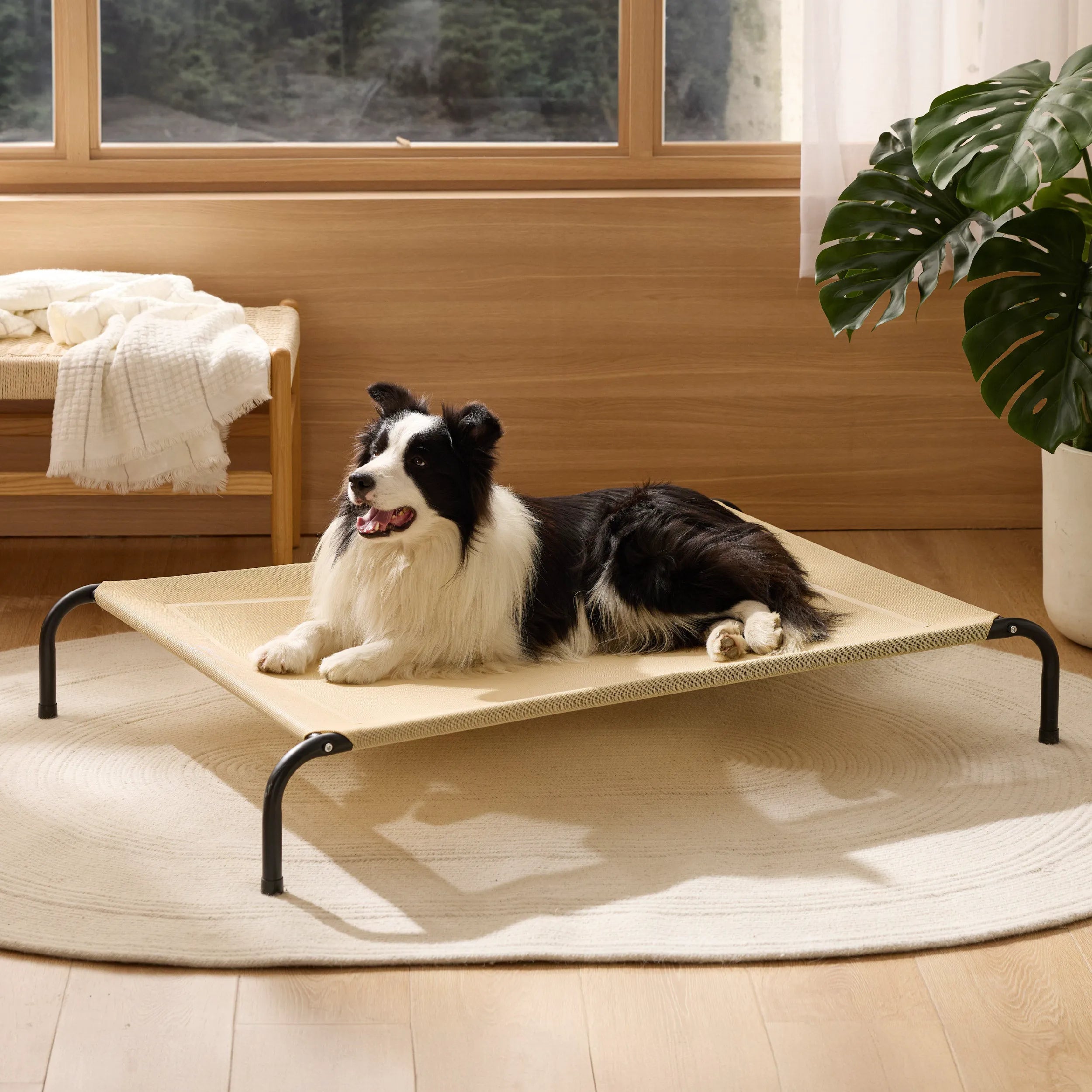Raised Dog Bed