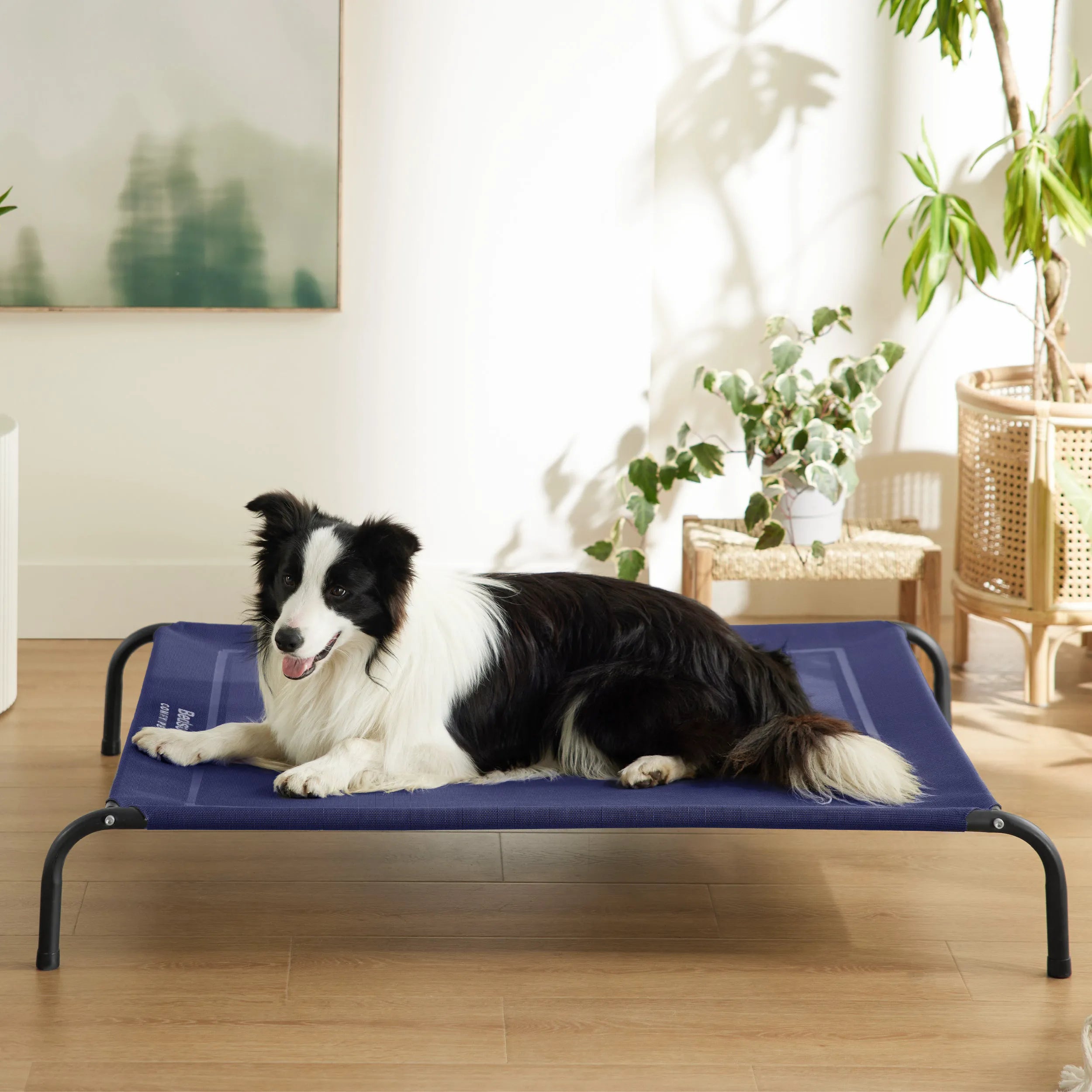 Raised Dog Bed