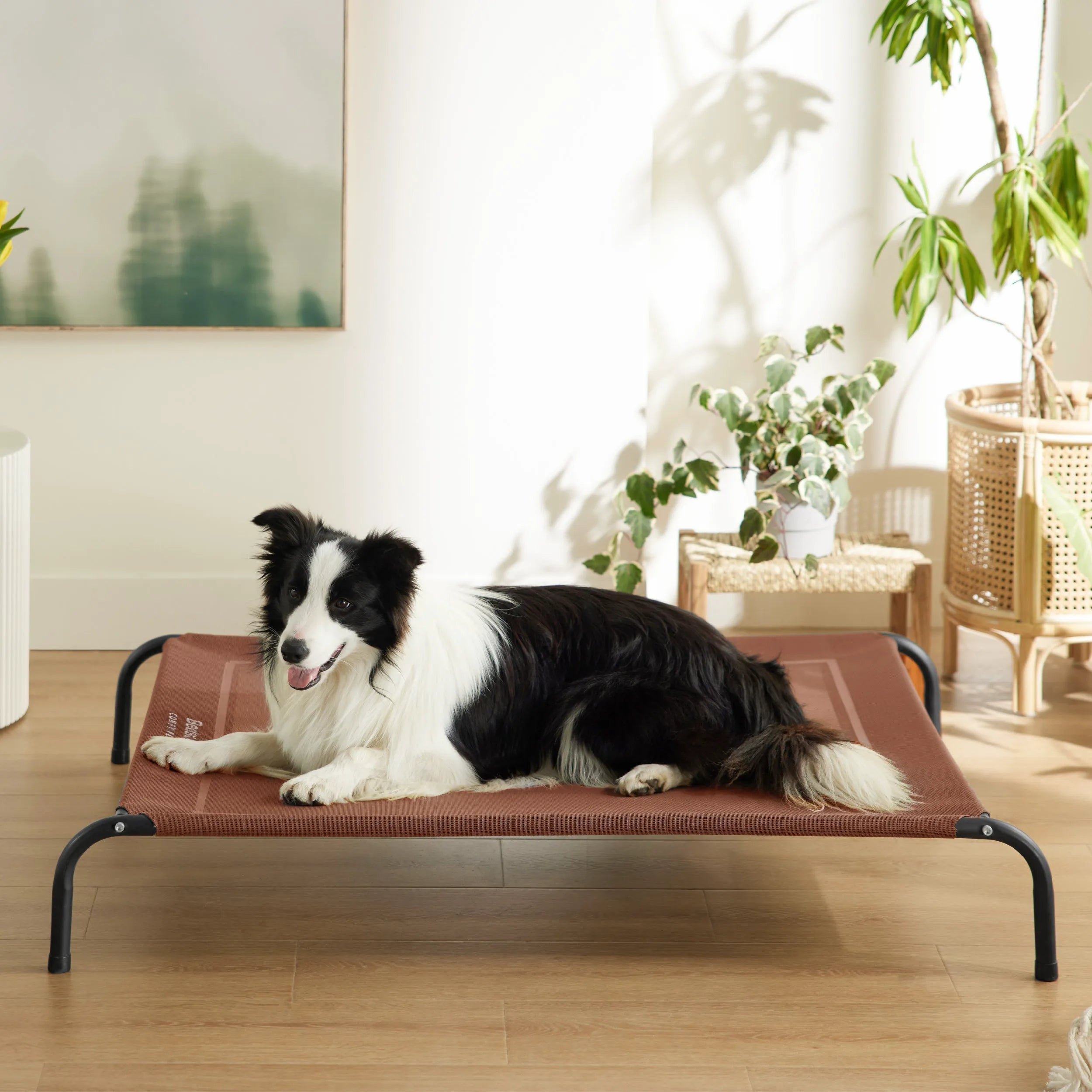 Raised Dog Bed