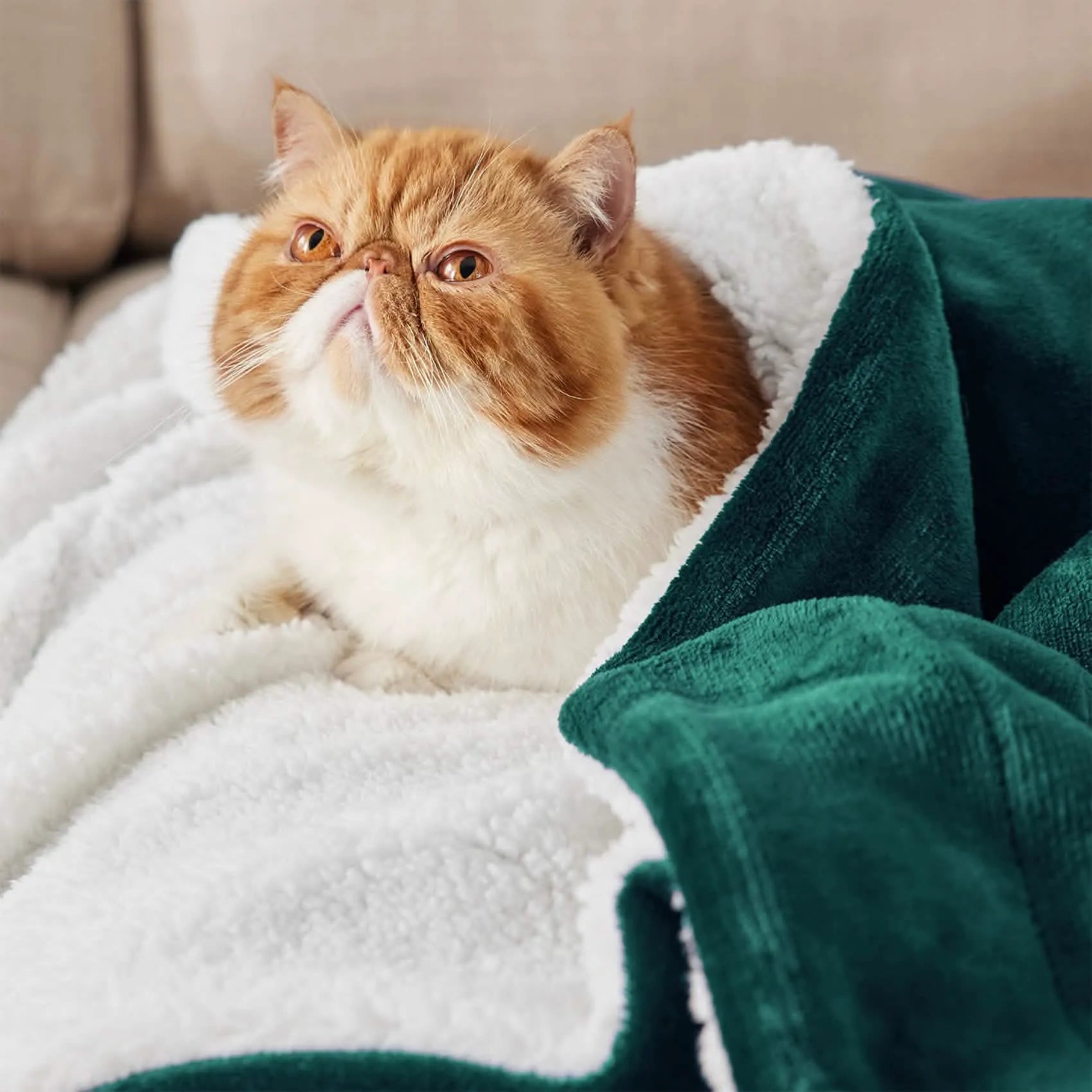 Cozy Sherpa Fleece Throw Blanket