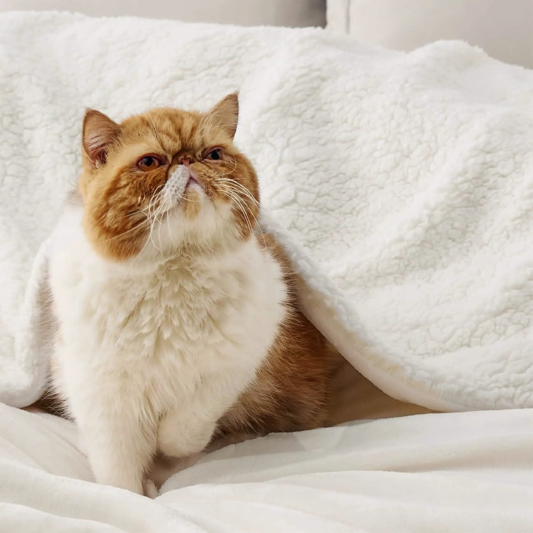 Cozy Sherpa Fleece Throw Blanket