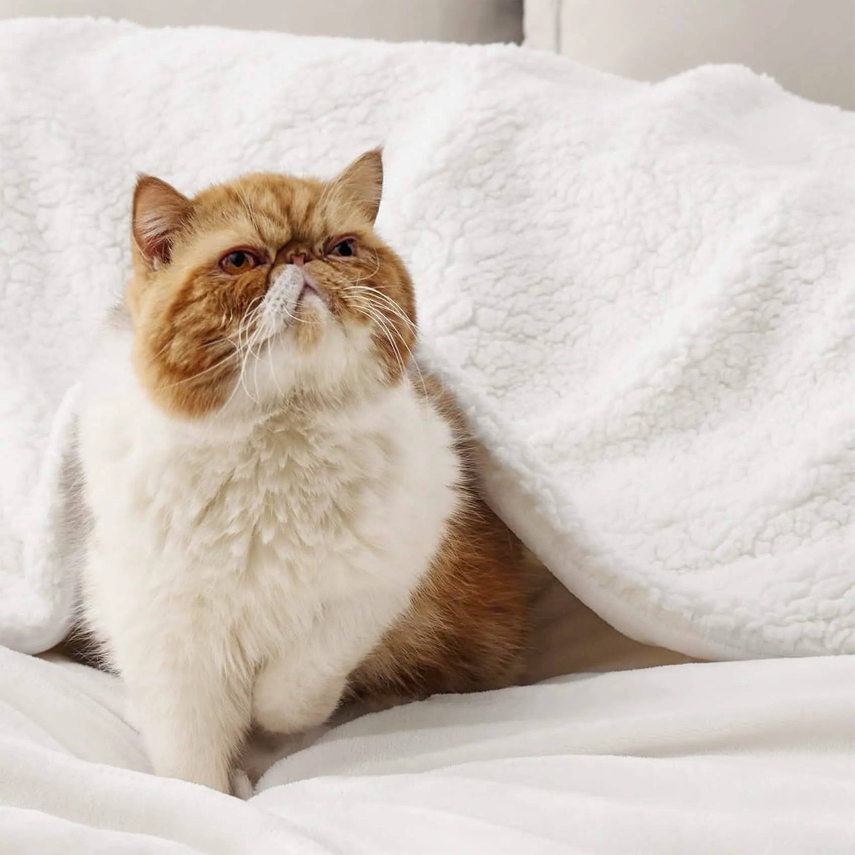 Cozy Sherpa Fleece Throw Blanket