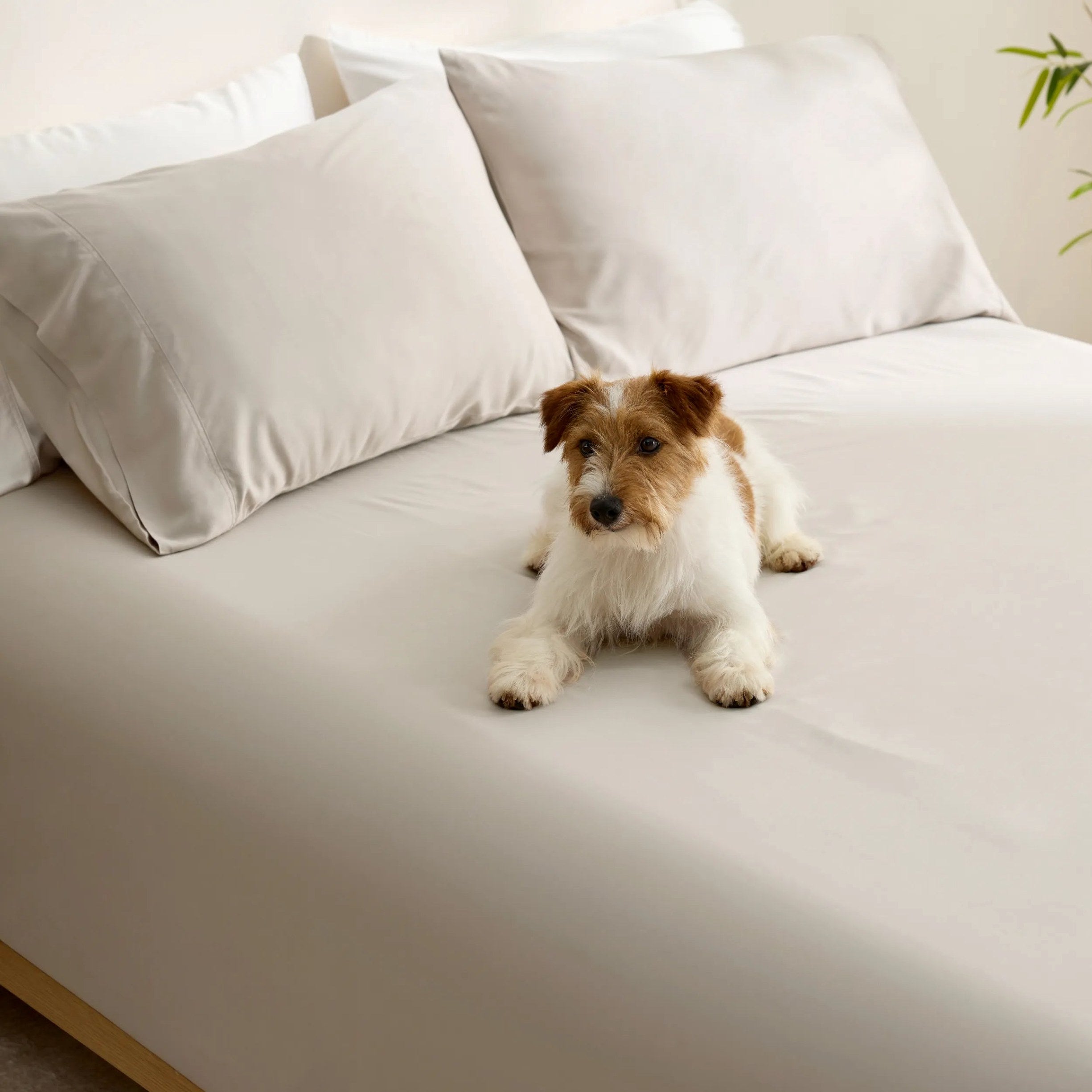 PureWoven™ Organic Bamboo Viscose Fitted Sheet Set
